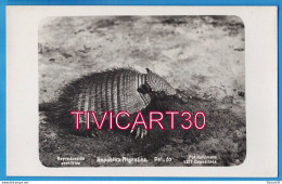 Delcampe - CARTE PHOTO FAUNE - ARGENTINE - REPUBLICA ARGENTINA - PELUDO - TATOU - FOT. KOHLMANN - Argentinien