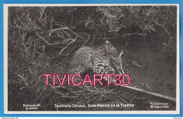 Delcampe - CARTE PHOTO FAUNE - ARGENTINE - TERRITORIO CHUBUT - GATO MONTES EN LA TREMPA - FOT. KOHLMANN - Argentinien