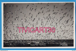 Delcampe - CARTE PHOTO FAUNE - ARGENTINE - COSTA SUR - GAVIOLAS - FOT. KOHLMANN - Argentinien