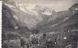 Delcampe - LES VACHES - Cows