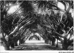 Delcampe - AKCP6-0661-ALGERIE - ALGER - Allée Des Bracoenas - Algerien