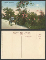 Delcampe - Bermuda Automobile Old Colour Postcard Native Horse Donkey Cart, Street, Flowers - Bermuda