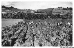 Delcampe - CAR-ADNP17-1166-69 - VILLIE-MORGON - Scene De Vendanges En Beaujolais - Villie Morgon