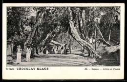 Delcampe - AK Ceylan, Arbres Et Routes - Sri Lanka (Ceylon)