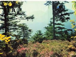 Delcampe - 31 LUCHON - Luchon