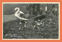 Delcampe - A441 / 597 Lac Leman Famille De Cygne ( Timbre ) - Sonstige & Ohne Zuordnung