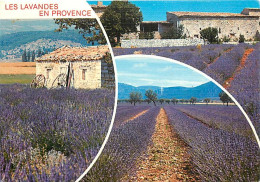Delcampe - Carte Postale - Fleurs - Champs De Lavande - Provence - CPM - Voir Scans Recto-Verso - Poscard - Carta Postal -  Postkar - Blumen