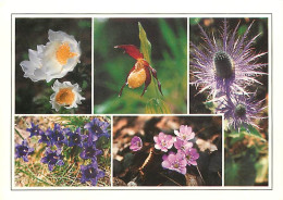 Delcampe - Carte Postale - Fleurs - CPM - Voir Scans Recto-Verso - Poscard - Carta Postal -  Postkarte - Blumen