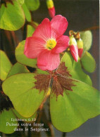 Delcampe - Carte Postale - Fleurs - CPM - Voir Scans Recto-Verso - Poscard - Carta Postal -  Postkarte - Blumen