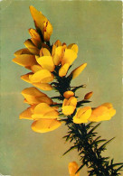 Delcampe - Carte Postale - Fleurs - CPM - Voir Scans Recto-Verso - Poscard - Carta Postal -  Postkarte - Blumen