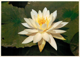 Delcampe - Carte Postale - Fleurs - CPM - Voir Scans Recto-Verso - Poscard - Carta Postal -  Postkarte - Blumen