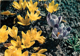 Delcampe - Carte Postale - Fleurs - CPM - Voir Scans Recto-Verso - Poscard - Carta Postal -  Postkarte - Blumen