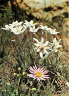 Delcampe - Carte Postale - Fleurs - CPM - Voir Scans Recto-Verso - Poscard - Carta Postal -  Postkarte - Blumen