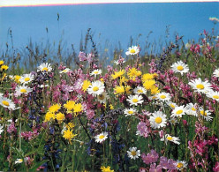 Delcampe - Carte Postale - Fleurs - CPM - Voir Scans Recto-Verso - Poscard - Carta Postal -  Postkarte - Blumen
