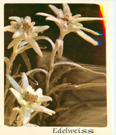 Delcampe - Carte Postale - Fleurs - CPM - Voir Scans Recto-Verso - Poscard - Carta Postal -  Postkarte - Blumen