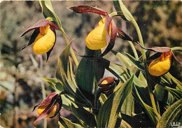 Delcampe - Carte Postale - Fleurs - CPM - Voir Scans Recto-Verso - Poscard - Carta Postal -  Postkarte - Blumen