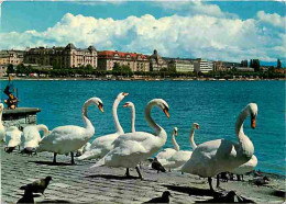 Delcampe - Carte Postale - Animaux - Oiseaux - Cygnes - Zurich - CPM - Voir Scans Recto-Verso - Poscard - Carta Postal -  Postkarte - Vögel