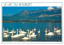 Delcampe - Carte Postale - Animaux - Oiseaux - Cygnes - Lac Du Bourget - CPM - Voir Scans Recto-Verso - Poscard - Carta Postal -  P - Vögel