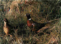 Delcampe - Carte Postale - Animaux - Oiseaux - Faisans - Sologne - CPM - Voir Scans Recto-Verso - Poscard - Carta Postal -  Postkar - Vögel