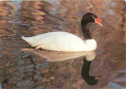 Delcampe - Carte Postale - Animaux - Oiseaux - Schwarzhalsschwan - Cygne Blanc à Tete Noire - CPM - Voir Scans Recto-Verso - Poscar - Vögel