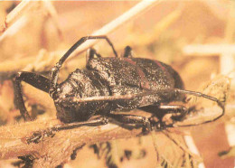 Delcampe - Carte Postale - Animaux - Insectes - Ceroplesis Mititaris - Beetles Kewers - CPM - Carte Neuve - Voir Scans Recto-Verso - Insekten
