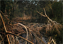 Delcampe - Carte Postale - Gabon - Mayumba - La Mangrove - CPM - Voir Scans Recto-Verso - Poscard - Carta Postal -  Postkarte - Gabon