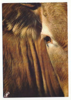 Delcampe - CPSM / CPM 10.5 X 15 Prestige LIMOUSIN Mouches Sur L'œil D'une Vache - Limousin