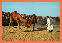 Delcampe - A592 / 015 Tunisie Combat De Chameaux - Tunisia