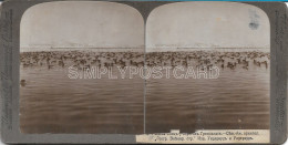 Delcampe - FOTO STEREOSCOPICA - WEST COST OF GREENLAND (LAT. 76° NORD) LITTLE AUKS COVERING THE SEA - PRIMI '900 - Stereoscopi