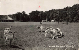 Delcampe - Helmond Dierenpark Warande Herten M8320 - Helmond