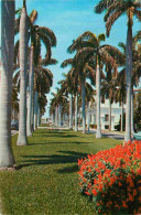 Delcampe - Carte Postale - Etats-Unis - Miami - Avenue Of Magnificent Royal Palms Typical Of The Many Beautiful Thorofares Througho - Miami