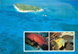 Delcampe - Carte Postale - Australie - Barrier Reef Island - Barrier Reef Island Coral And Fish - Poissons - CPM - Voir Scans Recto - Sonstige & Ohne Zuordnung