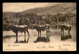 Delcampe - NOUVELLE-ZELANDE - REFLECTIONS - VACHES - Neuseeland