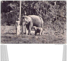 Delcampe - CEYLON ELEPHANT AND CUB - Sri Lanka (Ceylon)