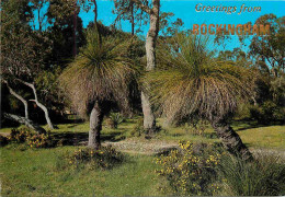 Delcampe - Carte Postale - Australie - Rockingham - The Grass-tree Or Blackboy Is A Plant Native To Australia And Found Over Most O - Other & Unclassified