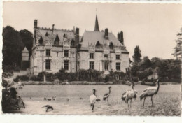 Delcampe - Parc Zoologique De CLERES - CPSM : Grues Couronnées - Clères