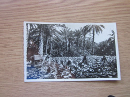 Delcampe - Gabes Culture Du Tabac - Tunesien