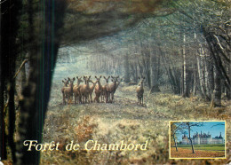 Delcampe - CPM A La Limite De La Sologne Chambord - Chambord