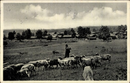 Delcampe - CPA Orem-Laz Slowakei, Schafherde, Hirte - Slovakia