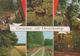 Delcampe - Nederland Denekamp Natuur Herten Bossen Ruiters Afgestempeld #SCT212 - Pferde