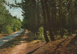 Delcampe - Nederland Putten Veluwe Bospad Landschap Verstuurd #SCT218 - Putten