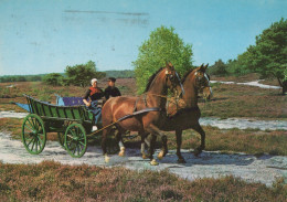 Delcampe - Nederland Holten Heidelandschap Paardenkar Klederdracht #SCT208 - Pferde