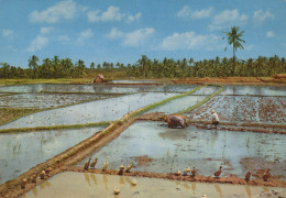 Delcampe - Southeast Asia Rice Fields Farming Water Buffalo Ducks Ready For #SCT131 - Hallen