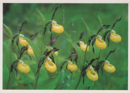 Delcampe - Deutschland Kassel Frauenschuh Orchideen Natur Gelaufen #SCZ758 - Kassel