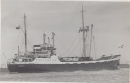 Delcampe - PALLAS Cargo Ship Amsterdam Postcard Size Real Photo #SDM434 - Comercio
