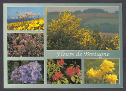 Delcampe - 117048/ BRETAGNE, Flore De Bretagne - Bretagne