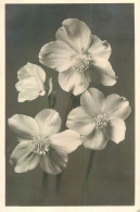 Delcampe - SOCIAL - GERMANY - Black-and-white Photograph Of White Flowers (Christmas Rose), Postmarked Munich 1947 - Sonstige & Ohne Zuordnung
