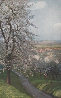 Delcampe - Deutschland Waiblingen Kirschenblüte Strümpfelbach IM Remstal Baden #SEF237 - Waiblingen
