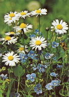 Delcampe - CPM - E - FLEUR - PAQUERETTE VIVACE ET VERONIQUE - Sonstige & Ohne Zuordnung