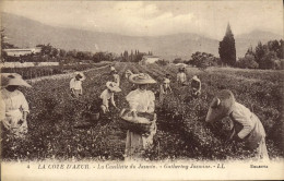 Delcampe - CPA La Cote D'Azur La Cueillette Du Jasmin - Sonstige & Ohne Zuordnung